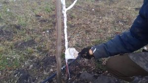 Правильная осенняя побелка яблонь.