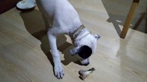 Argentinian dog, Training, Аргентинский дог, Обучение.