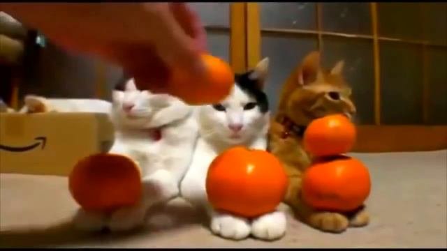 Самые неадекватные коты Смешное поведение кошек подборка 2015