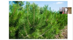 Что такое хвоинки