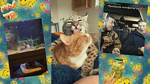 Подборка позитивных видео приколов из интернета | # 13