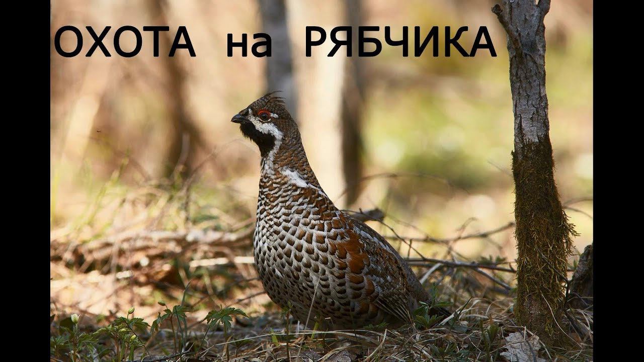 ОХОТА на РЯБЧИКА