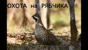 ОХОТА на РЯБЧИКА