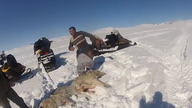 Каркаралы. Охота на волков. Часть 2 (Таттибек ага) смотреть онлайн