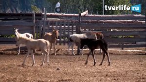 Конеферма СНАЙП