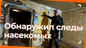 Обнаружил следы насекомых под обоями