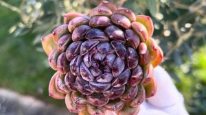 Echeveria Gem Stone