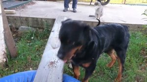 ЧТО ДОЛЖЕН ЗНАТЬ ЩЕНОК РОТВЕЙЛЕРА В ТРИ МЕСЯЦА.дрессировка и воспитание собаки