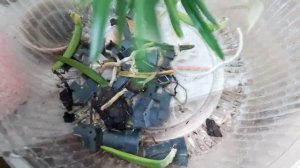 Ascocentrum miniatum Аскоцентрум миниатум пересадка, чернота на стволе. Пришлось резать