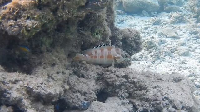 отель Nubian Village 5 Шарм Эль Шейх, Египет Рыбы на пляжу отеля, fish in red sea Egypt