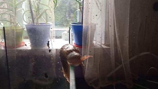 леопардовый слизень