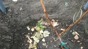 обрезка молодых кустов винограда