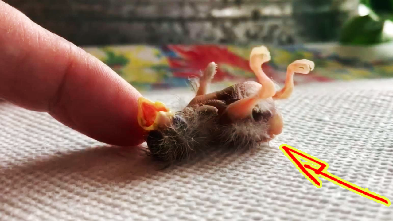 На крыльце девушки виднелось яркое розовое “пятнышко”. Птенец вывалился из гнезда, но выжил смотреть онлайн