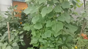 Теплица 3 на 4 и что там растет - ПЕРЕЦ, ОГУРЦЫ, ТОМАТЫ