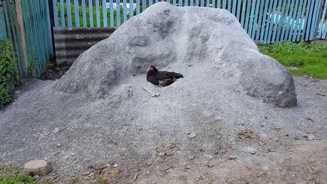 2015/07/21 Чёрная курица смотреть онлайн