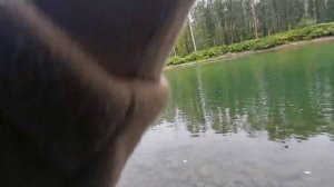 ловля лосося на речке