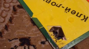 i Поймали мышь на Клей ловушку - липучку мышонок Caught a mouse with a Velcro trap Ukraine 20201210