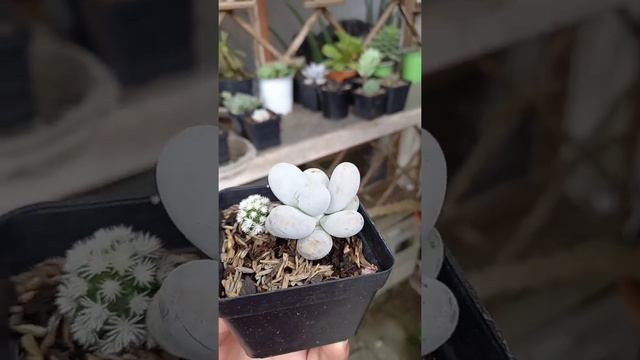 Pachyphytum Oviferum.