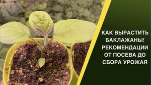 ВСЕ СЕКРЕТЫ ВЫРАЩИВАНИЯ БАКЛАЖАНОВ В ОДНОМ РОЛИКЕ!