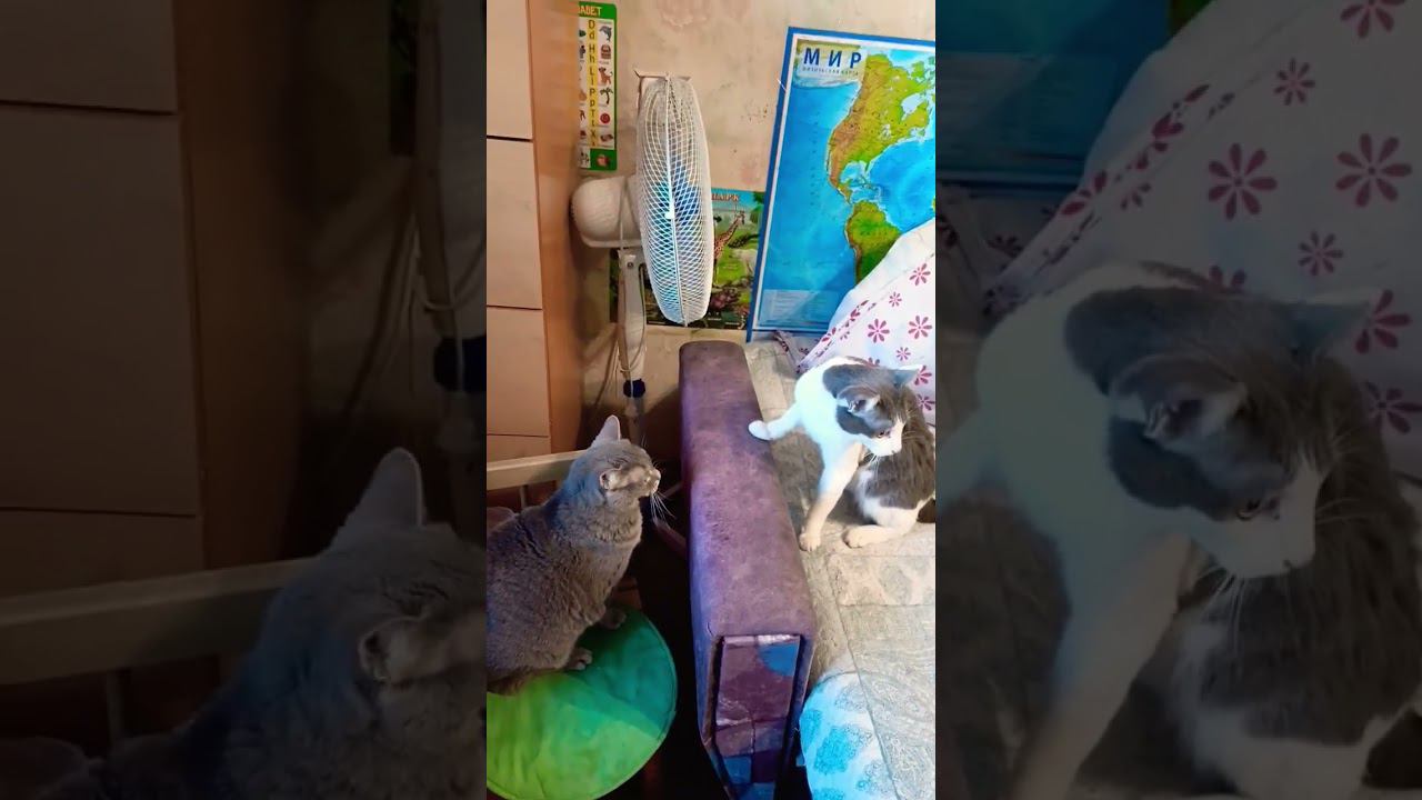 Мурзик в шоколаде.#cat #кот #мурзик #прикол #котик #лайк #юмор #питомец #котики #топ #cat смотреть онлайн