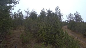 Охота #124 с русской пегой гончей