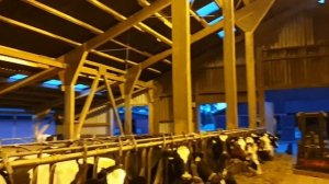 В гостях у фермера в Германии. Процесс дойки коров.