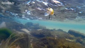 Воблер Megabass Griffon Zero. Игра воблера. Crankbait Megabass Griffon Zero. Underwater