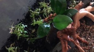 Запуск аквариума. Сажаю растения в питательный грунт ADA