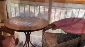 Ориентальная кошка?⬛lОриентал Кай привередничает?lСмешные коты