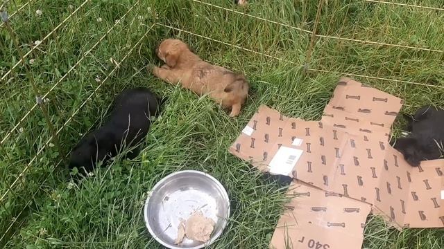 Спасённым с обочины жизни котятам и щенятам находим дома/Вперёд в новую жизнь/Animals video смотреть онлайн