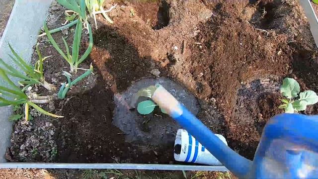 Майские хроники: Томаты Капусту пересадила Петунии на улицу Тля на вишне смотреть онлайн