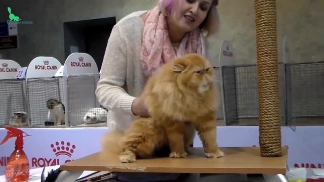 Ну ОЧЕНЬ Шикарный Персидский Кот - Вы только Посмотрите на это Пушистое ЧУДО | Породы Кошек смотреть онлайн