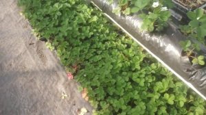 Купчиха на малообъемке!!! Что будет?!!