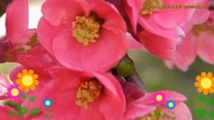 Айва превосходная Пинк Леди. Краткий обзор, описание характеристик chaenomeles x superba Pink Lady