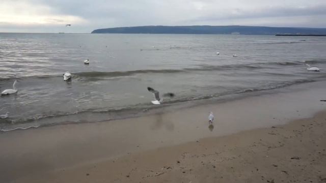 Лебеди на варненския плаж смотреть онлайн