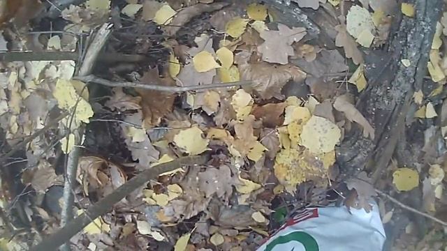 Белые грибы, Нижегородская область, Вадский р-он село Дубенское. 2 смотреть онлайн