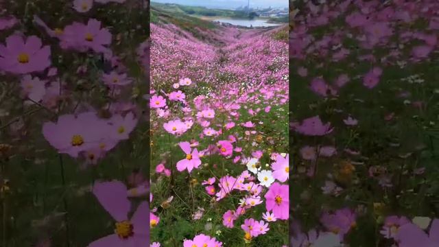 The river of flowers #short #amazing