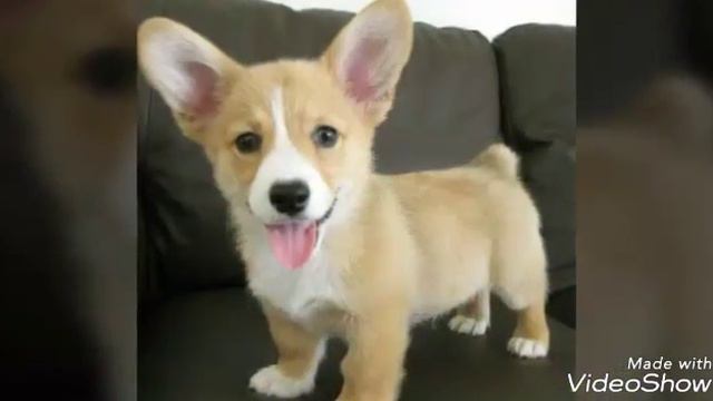 Сабака милашка имя ушастик:) смотреть онлайн