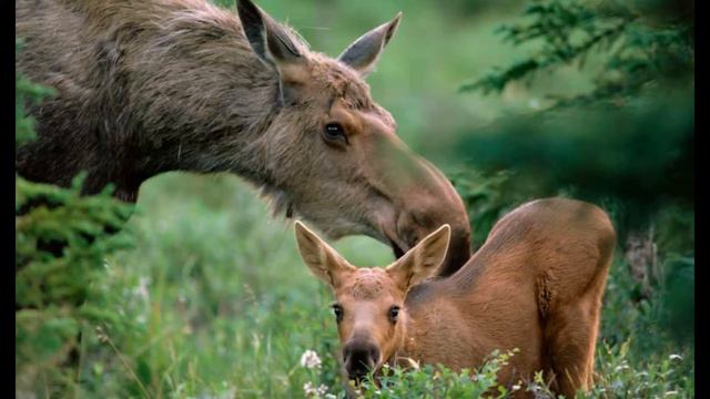 28 мая / Величественный зверь смотреть онлайн