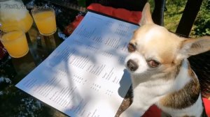 Чихуахуа Фунтик на летней террасе после открытия