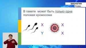 9-класс | Биология | Жизненный цикл клетки. Хромосомы