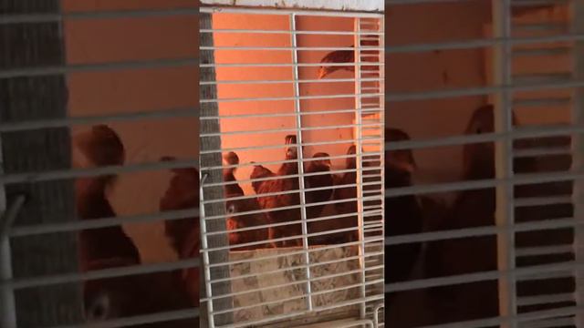 Цыплята ломан Браун 2 месяца смотреть онлайн