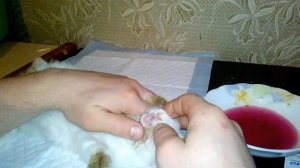 Лечение мокрой морды у кроликов