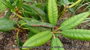 Рододендрон Гаага (Haaga): описание, посадка и уход