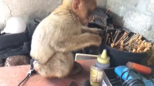 monkey lives with people.обезьяна Марта))))...