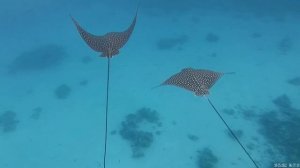 Риф Stella Di Mare Beach Resort & Spa (Макади Бей) Орляки. Октябрь 22