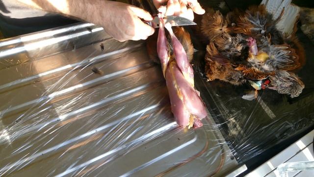 Как разделать фазана (снимаем кожу с перьями с фазана) смотреть онлайн