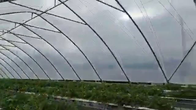 Многопролетный ягодный туннель 9м обзор 2