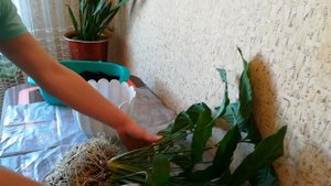 Спатифиллум(женское счастье)/Полное удаление старого грунта и отделение деток./Spathiphyllum