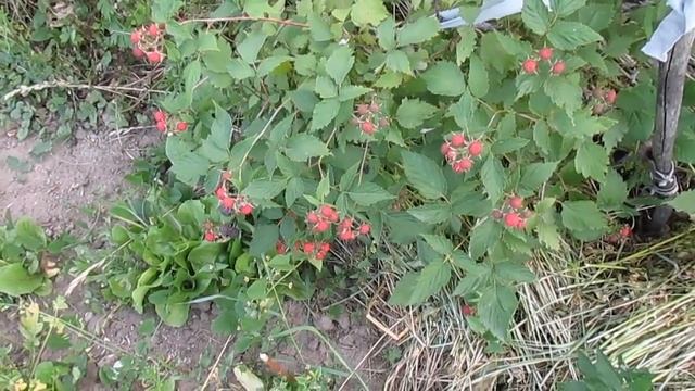 Малина Кумберленд - мое впечатление (2 год выращивания) смотреть онлайн